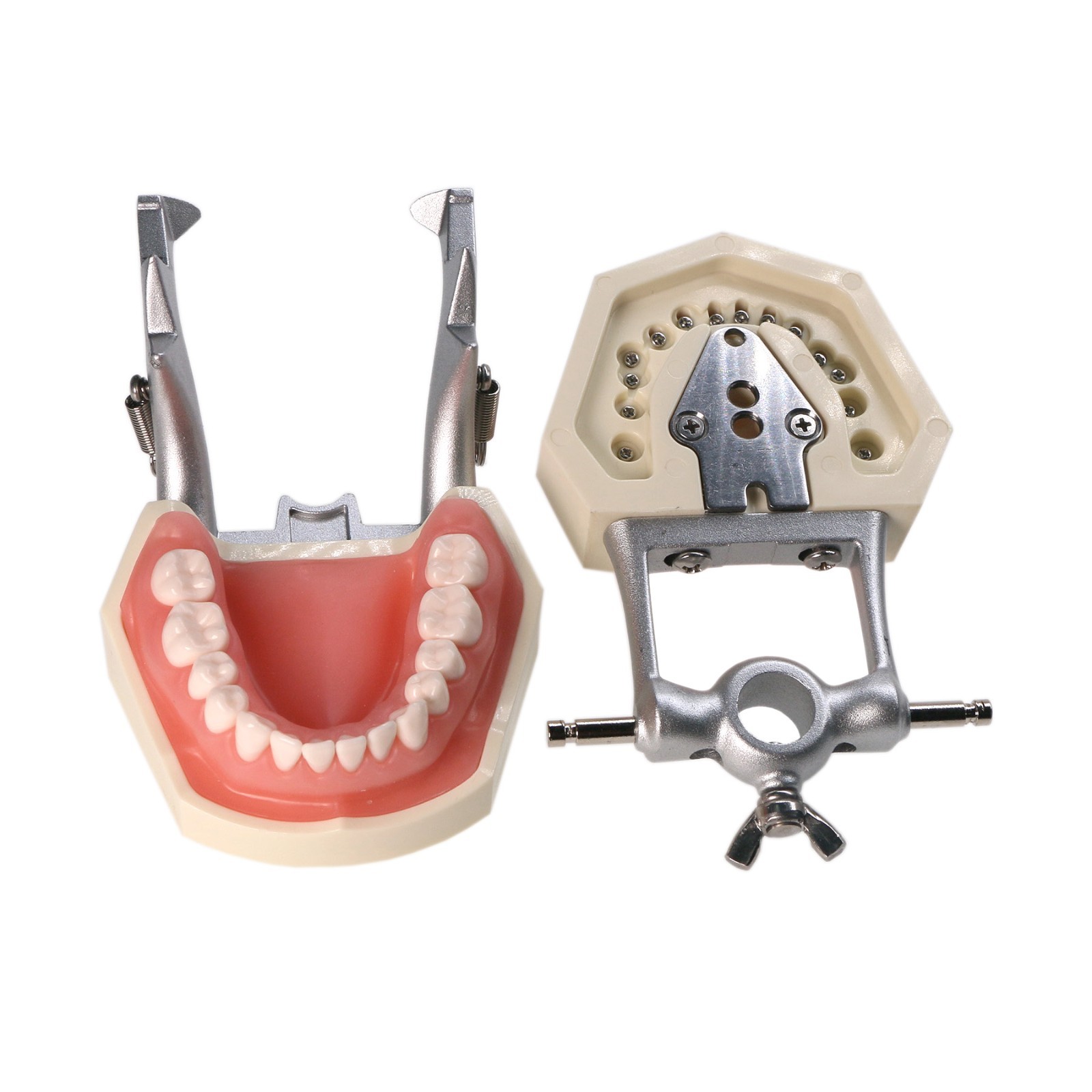 Kilgore Nissin 200/500 Dental Typodont Model With Removable Teeth Mounting Pole