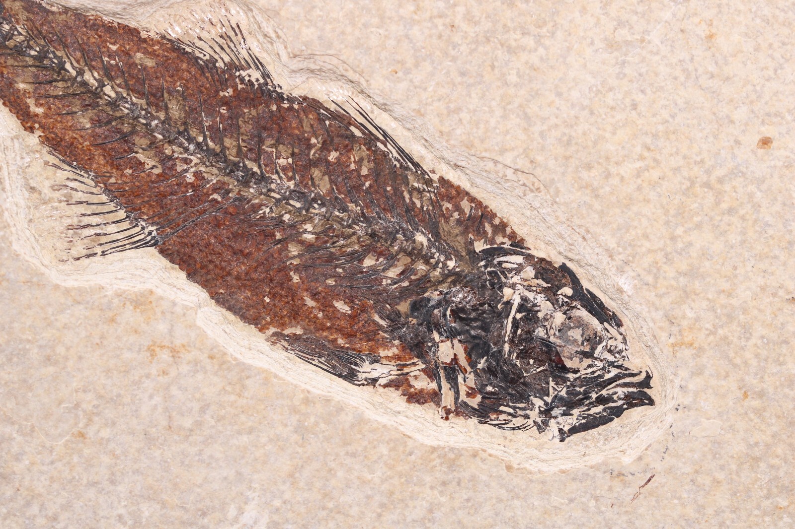 5.2" Mioplosus Fossil Fish Fossil Lake Green River Fm Wyoming WY COA 11740