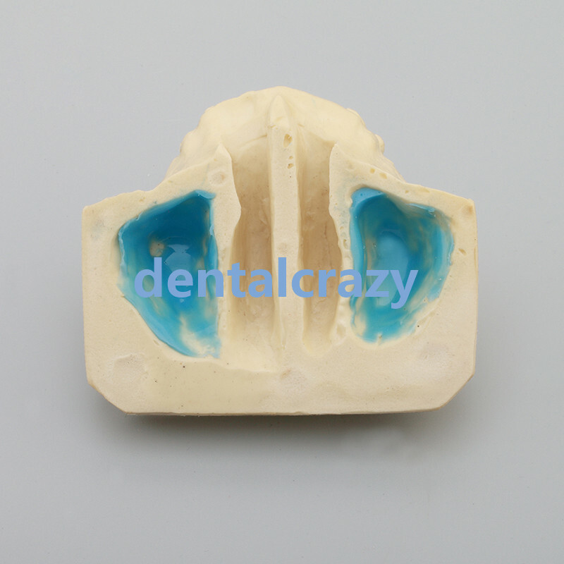 Dental Sinus Lift Practice Teeth Model Typodont Study Model 2013F