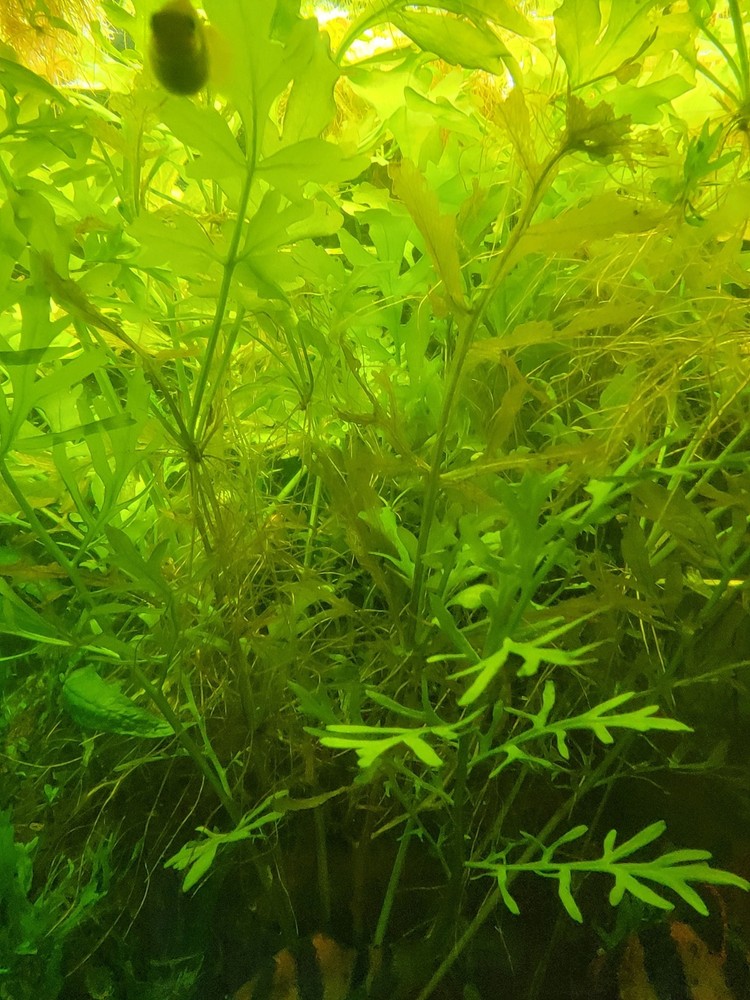 Water Sprite Large Portion Broad Leaf Variety