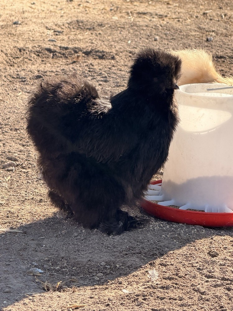 Silkie Chicken Hatching Eggs Assorted Colors