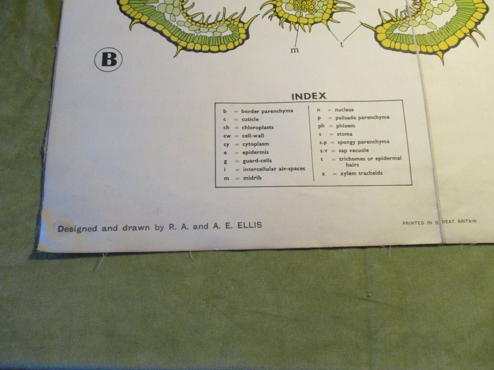 LEAF STRUCTURE, CANVAS-BACKED WALL CHART VINTAGE, c1930's {BIOLOGY}