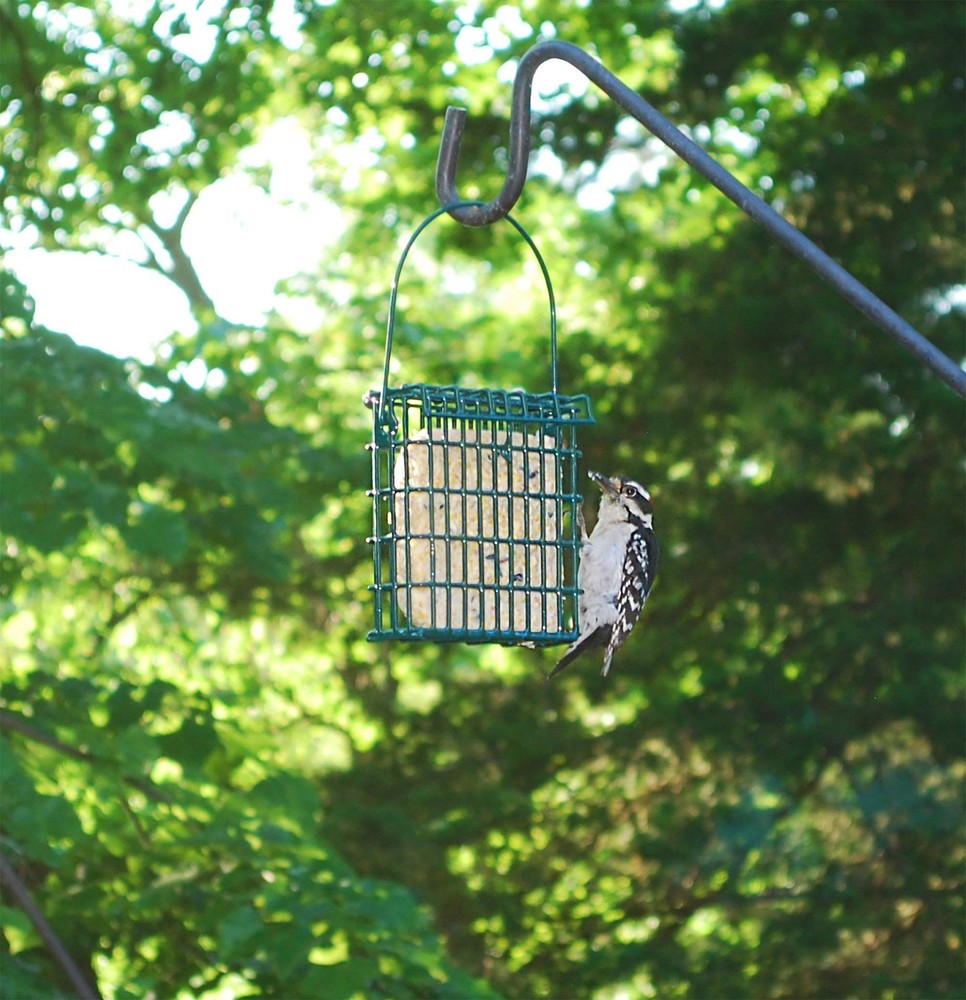 High Energy Suet Cake 10 Pack