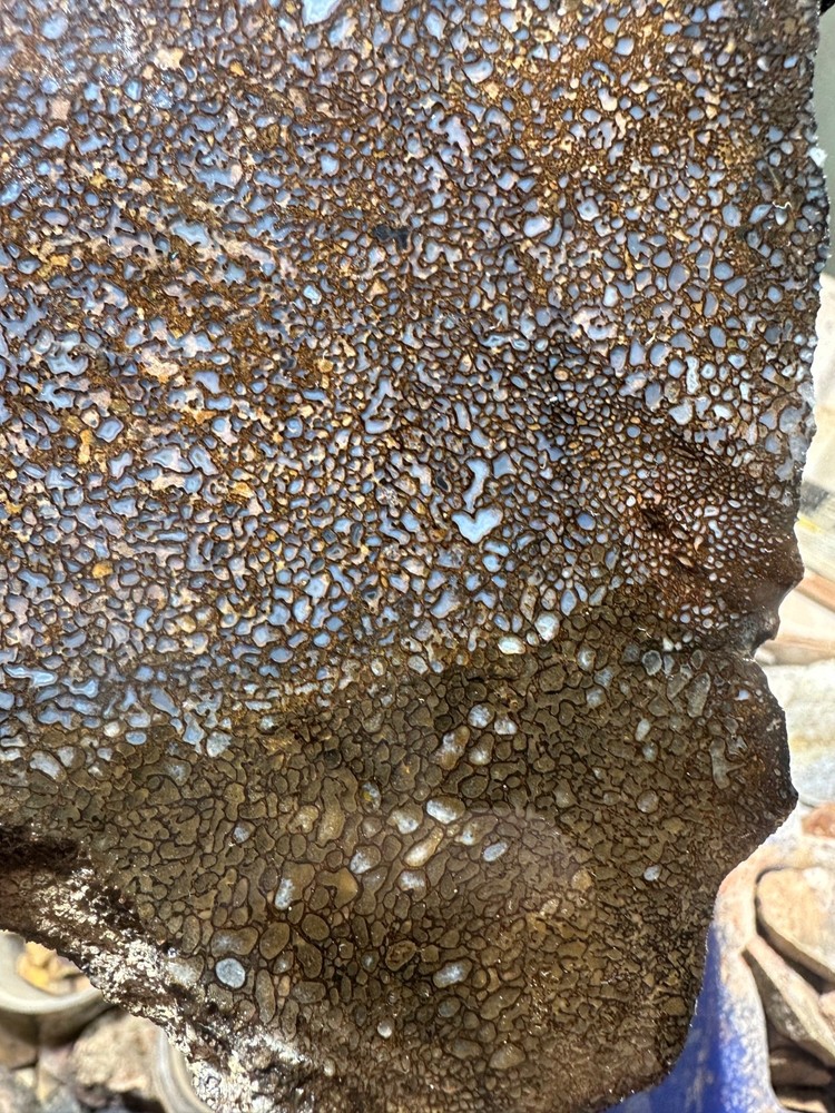 Dinosaur bone rough **hxtled slab.