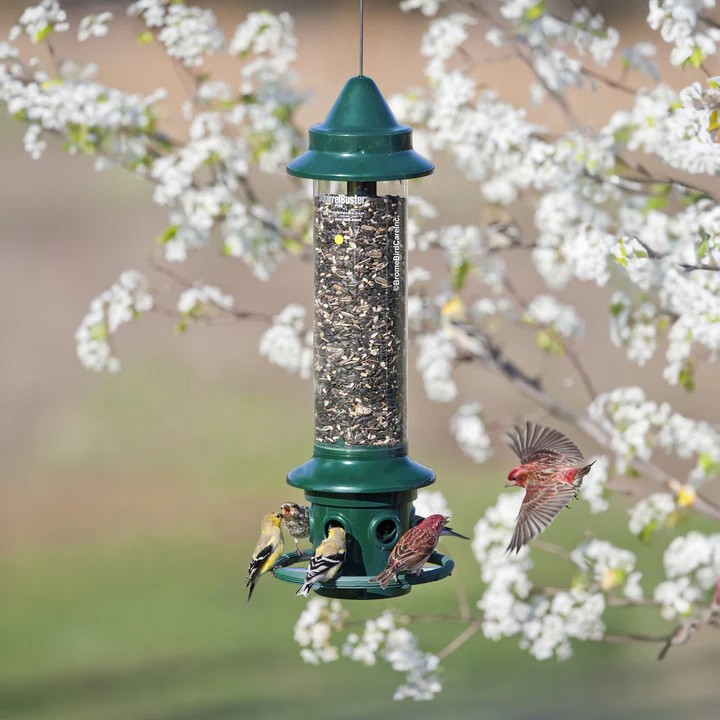 Brome Squirrel Buster Plus Squirrel Proof Bird Feeder w/ Cardinal Ring 1024