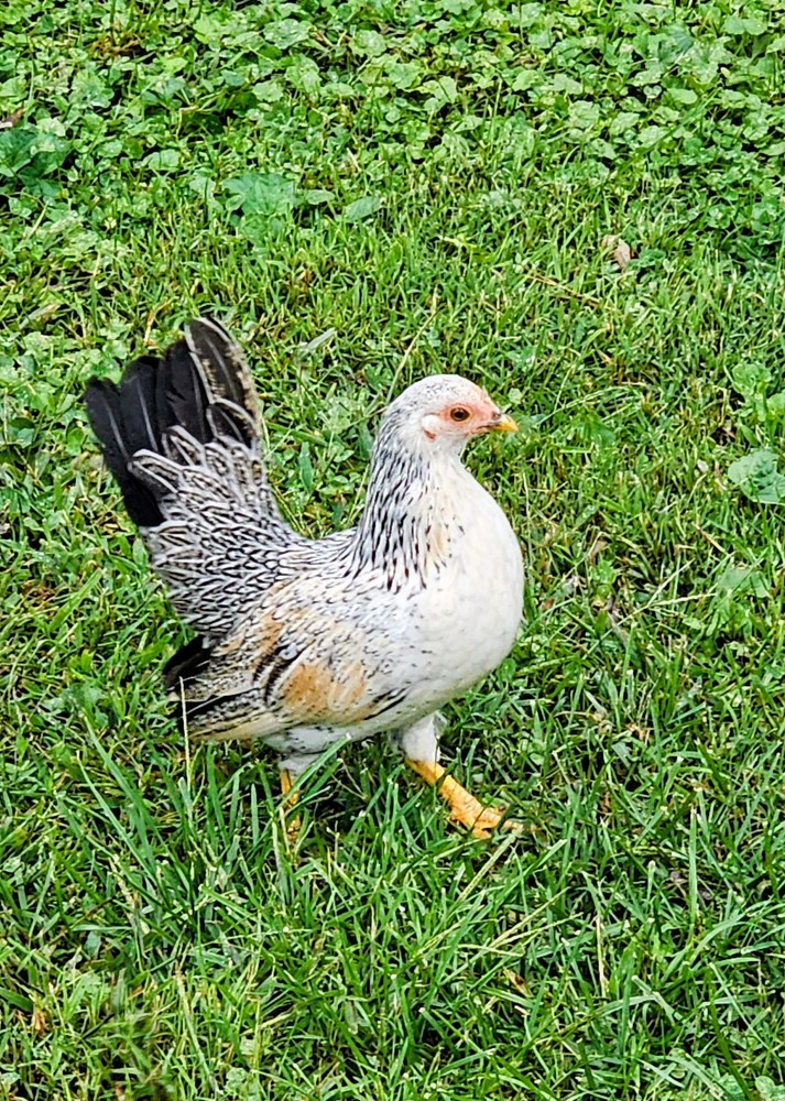 Kikiriki/Serama Mixed Hatching Eggs 12++