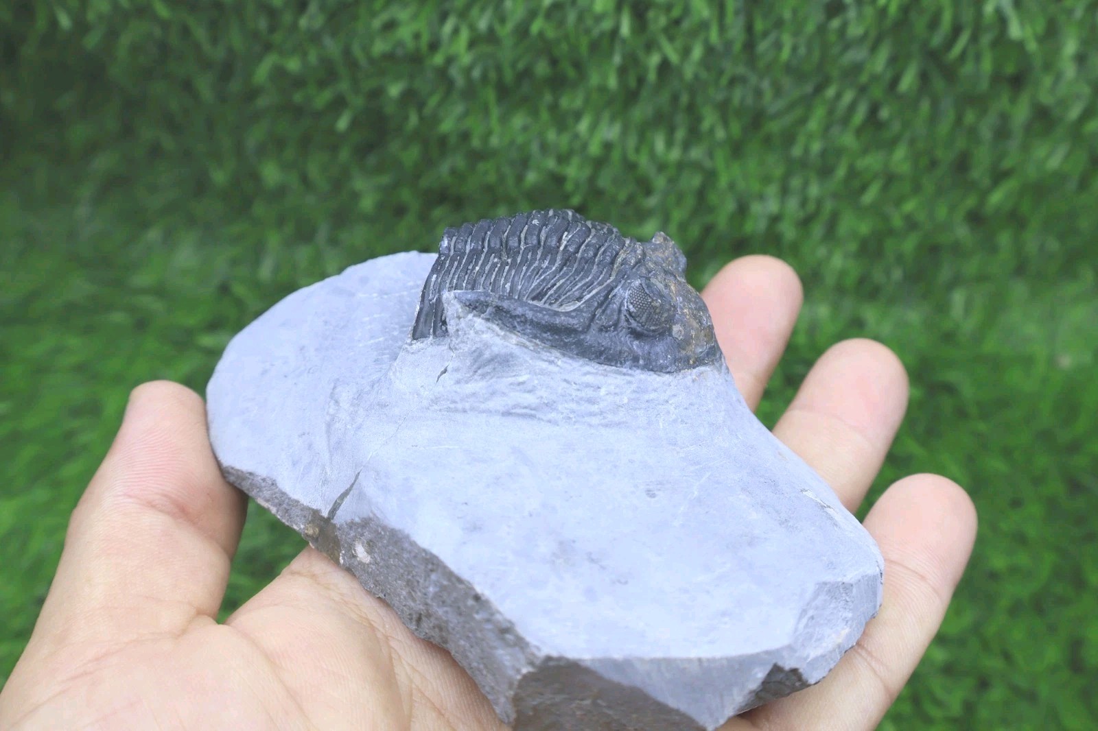 Incomplete Hollardops Trilobite Fossil Devonian - Authentic Detailed trilobite