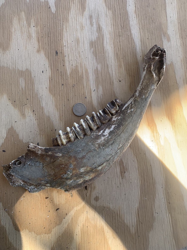 Fossilized Bison Jaw/teeth