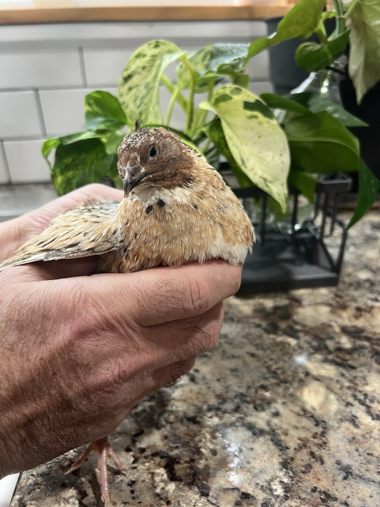 42 + 6 Extra Hatching Coturnix  Jumbo Quail