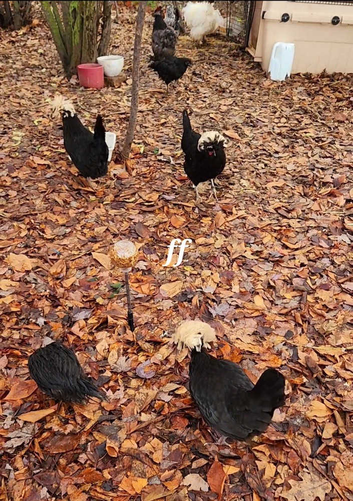 12 Polkis Hatching Eggs