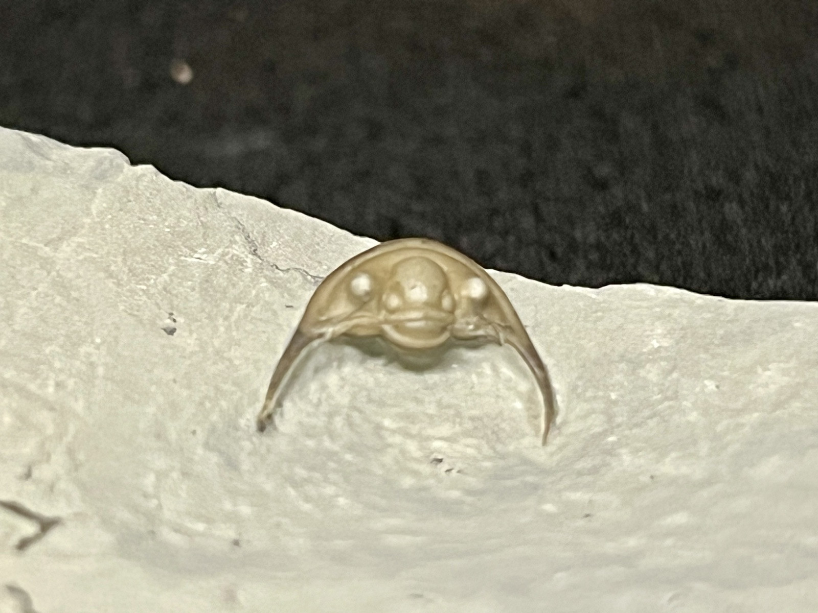 Trilobite-Absolute Stunning Enrolled Maurotarion from Indiana-Fossils Crinoid