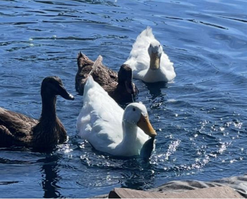 6 Fertilizer Duck Eggs Hatching Barnyard