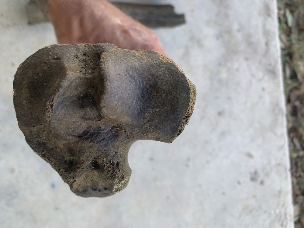 Fossilized Bison Bones