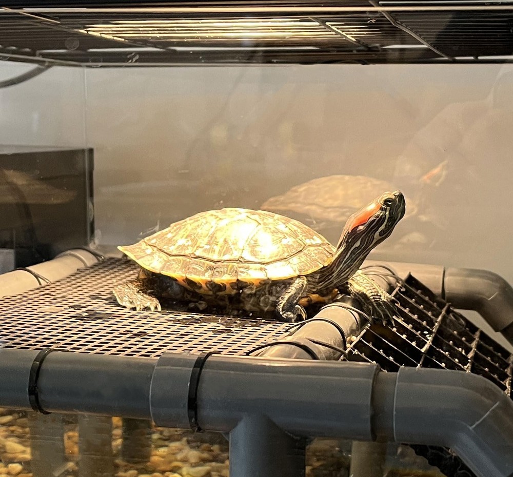 Large Standing Turtle Basking Platform, 10.8" Width Resting Area, DIY Basking...