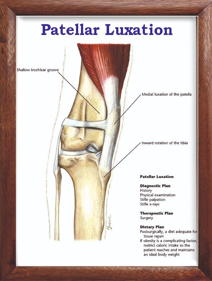 Patellar Luxation Chart 12x18 inches