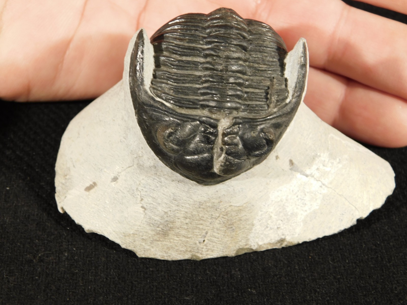 Enrolled! Hollardops TRILOBITE Fossil Nice and 100% Natural Morocco 208gr
