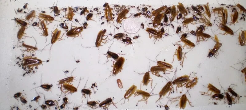 12 Mouse Glue Boards Mouse Traps Trapper LTD Mice Insect Spider Control Traps
