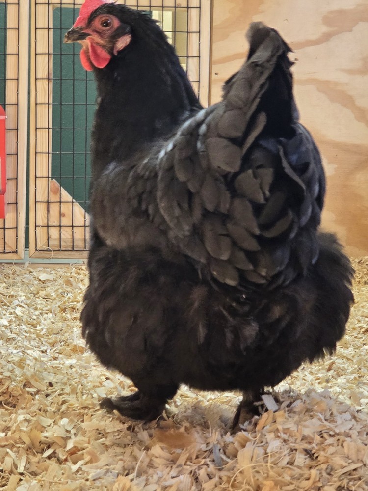 Hatching Eggs Barnyard Mix 12+ eggs - NPIP Certified PT/AI Clean Flock