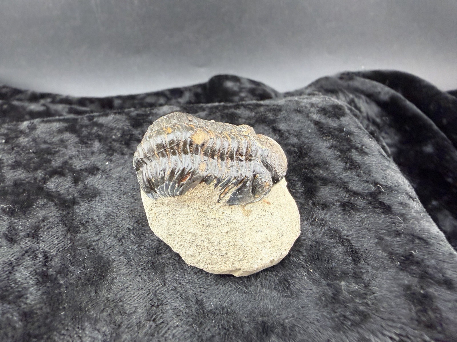 Trilobite Fossil in Sandstone Matrix from Morocco. 50 g.