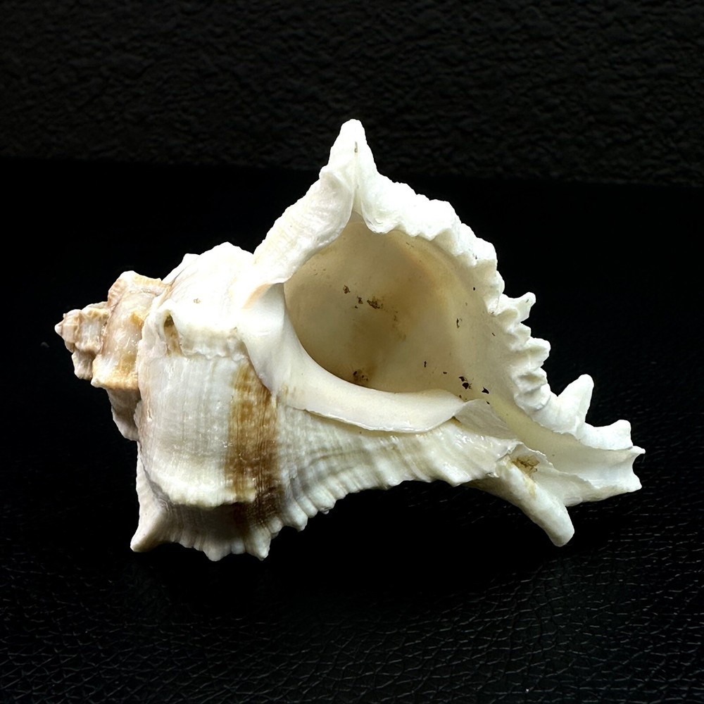 Vasum Cassiforme Conch Seashell Shell 74mm 2 7/8” Beautiful