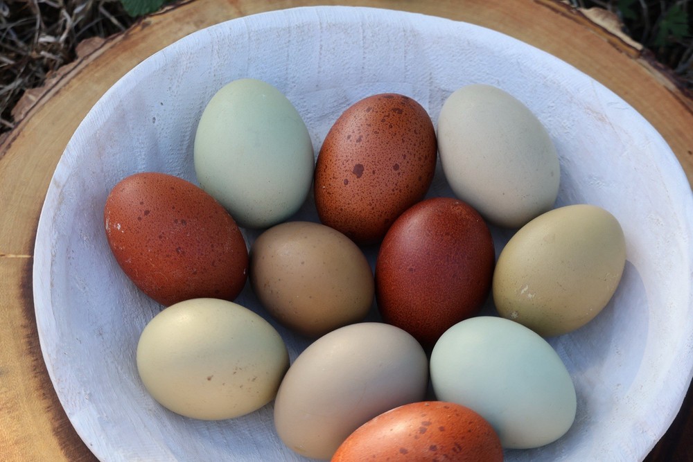 Rainbow Hatching Eggs 12+ Multi-gen Olive & Easter Egger + Black Copper Marans