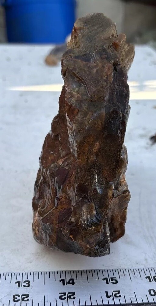 Silver Creek Junction Petrified Wood