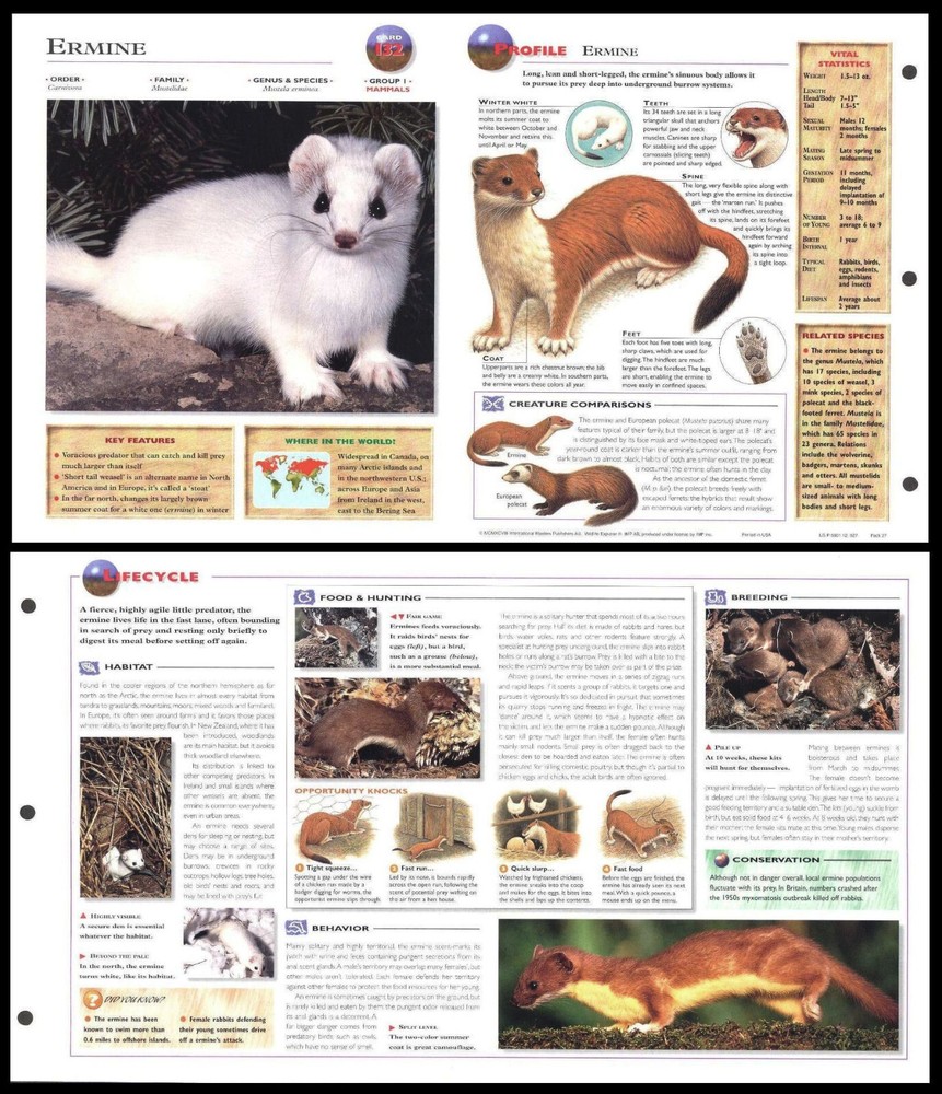 Fold-Out Sheet - Ermine - 132