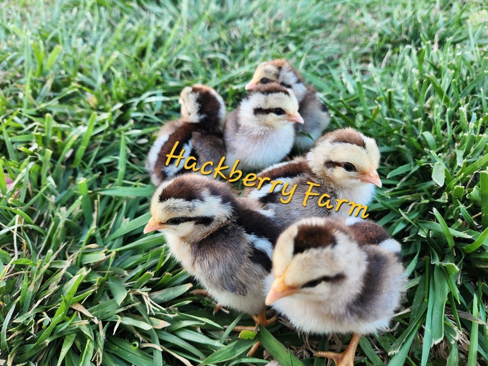 12 Silver Leghorn Hatching Eggs