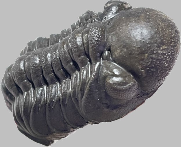 Flying Trilobite Phacops sp. from Morocco Devonian fossil