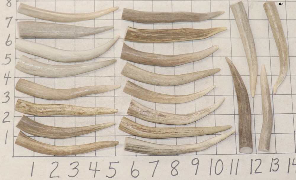20 Deer/Elk Antler Tines Tips Crafts