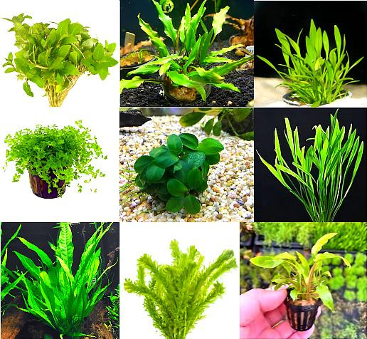 Premium Assorted Green Plant Pack - 6 Pack
