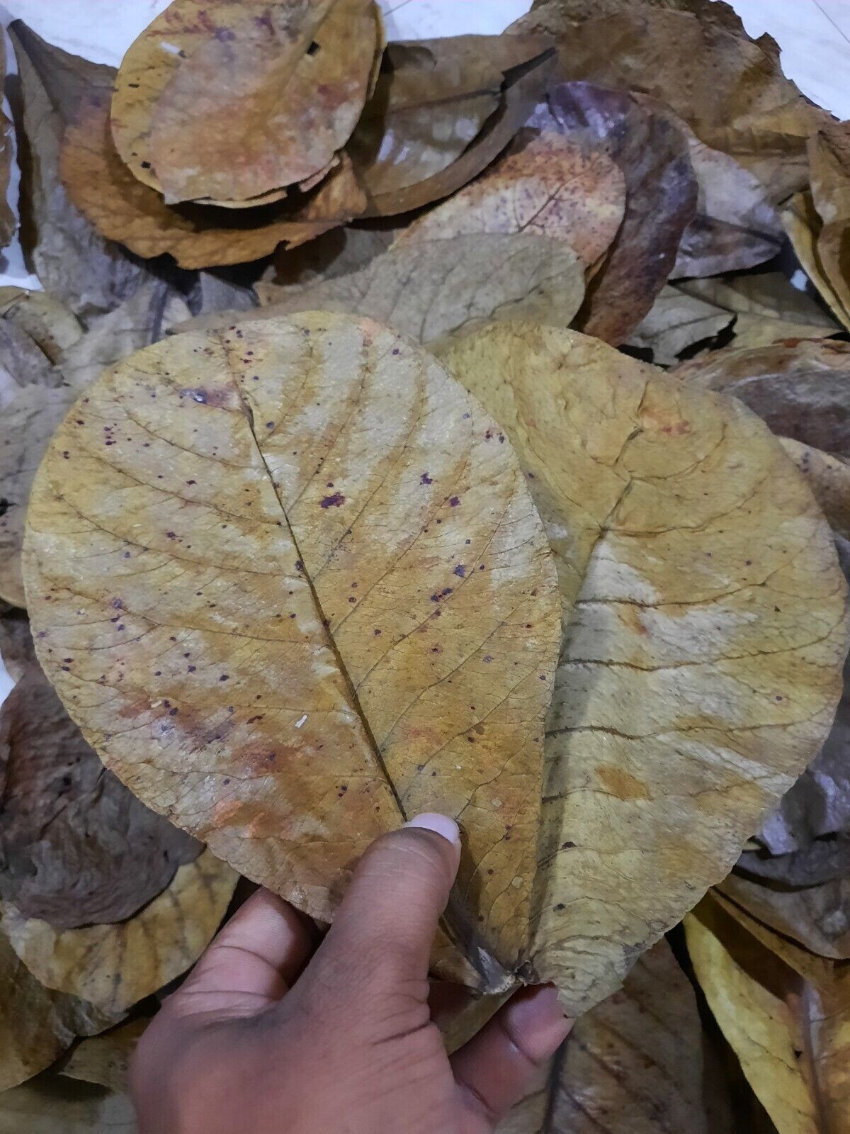120g LARGE Indian Almond Catappa Ketapang Leaf Leaves Aquarium Betta Fish Shrimp