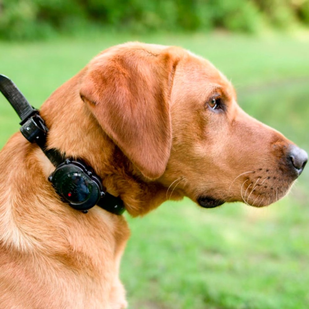 Micro iDT Additional Collar for DT Systems Micro iDT Plus Dog Training System,