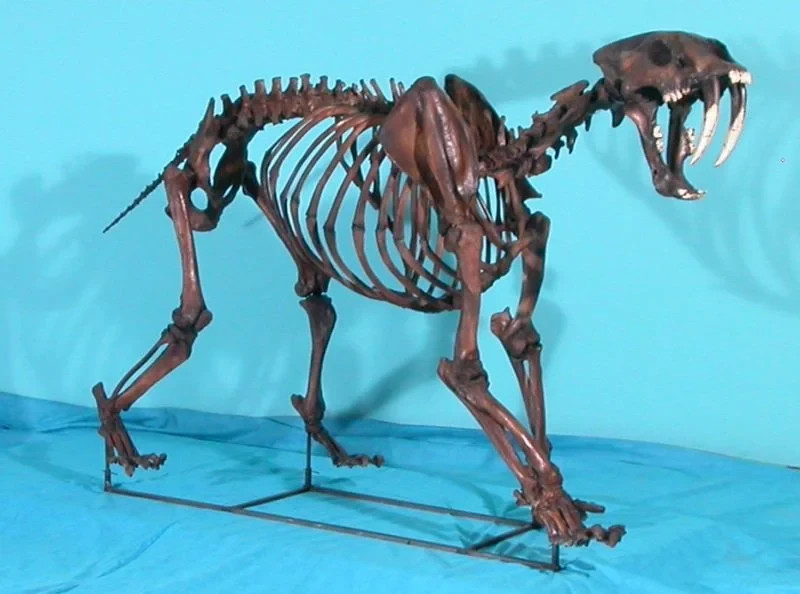 Sabertooth Cat mounted Skeleton Replica