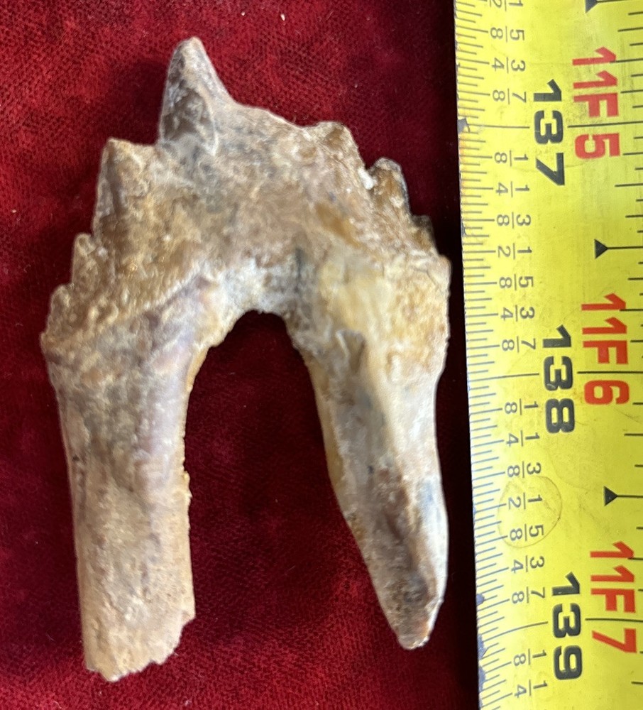 2 1/2” Basilosaurus Tooth 40-34 Mil Yrs Old Late Eocene