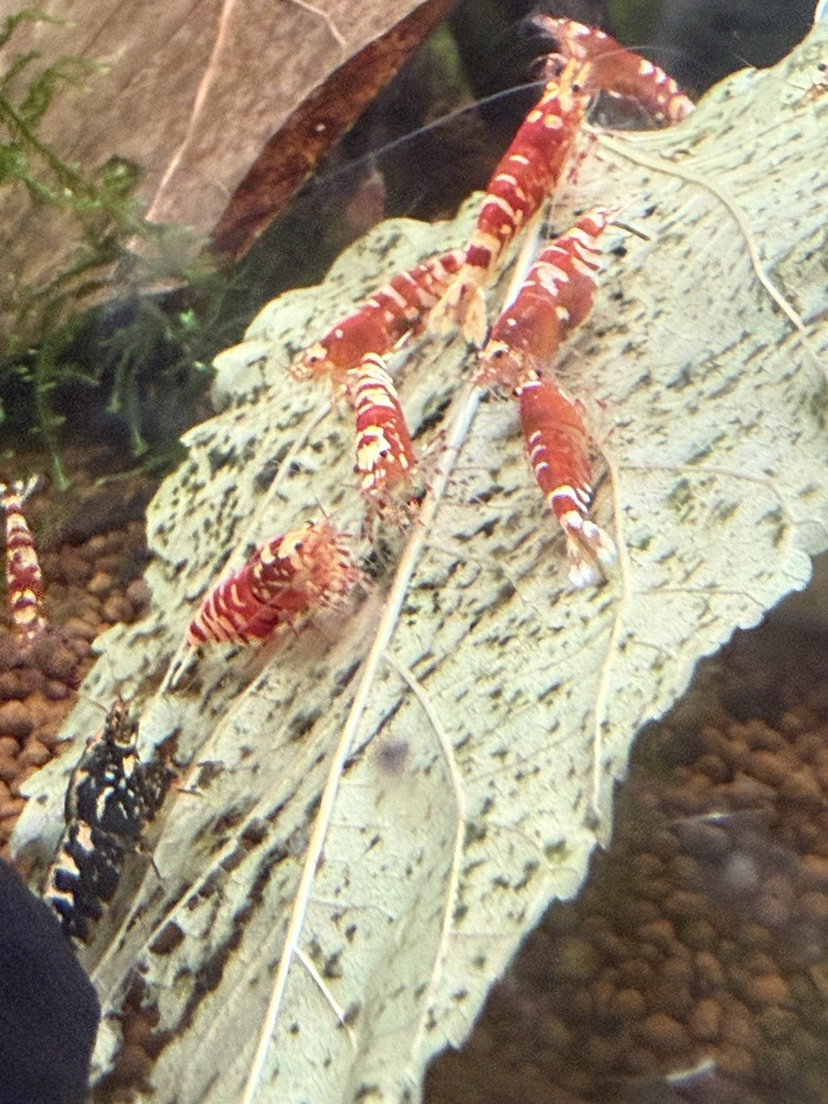 Dry ORGANIC Mulberry Leaves - Ready to add directly to your Aquarium.