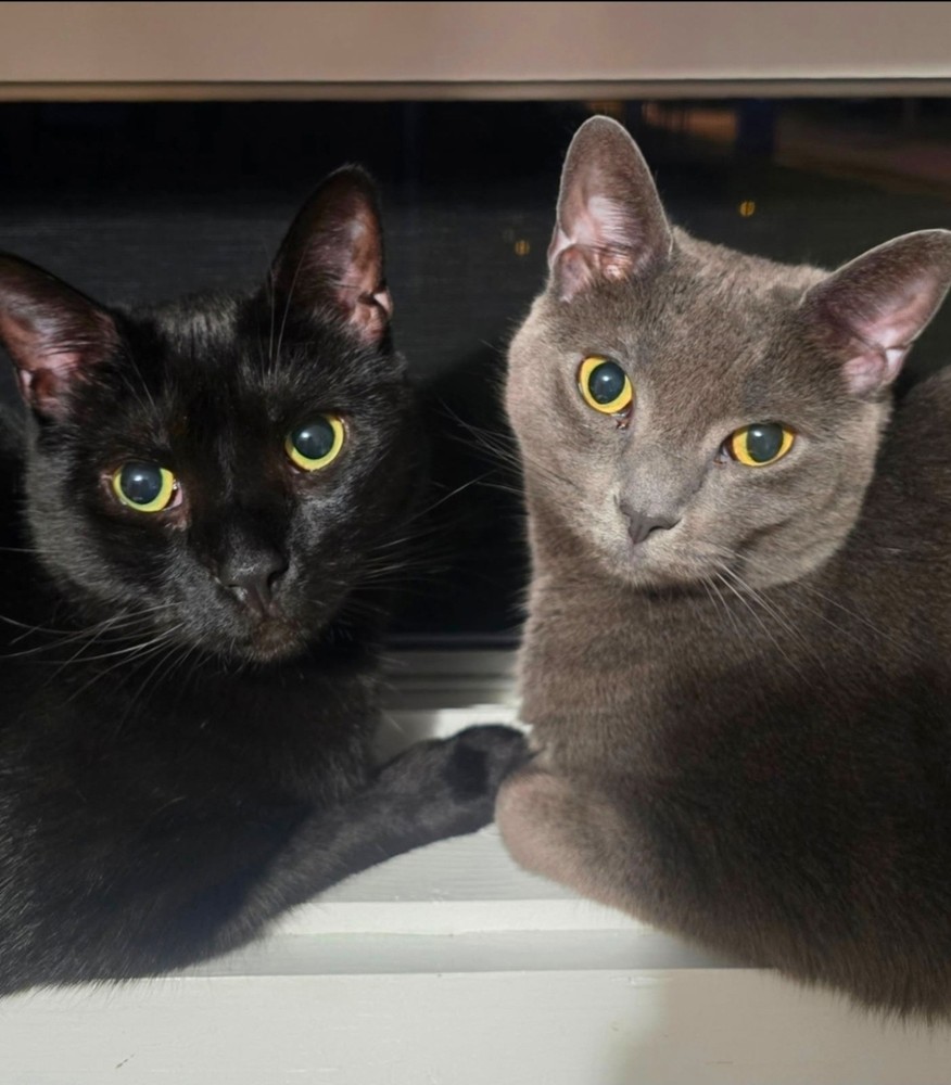 SonicWall TZ350W Wireless Firewall Security Appliance TZ 350W READ DESCRIPTION