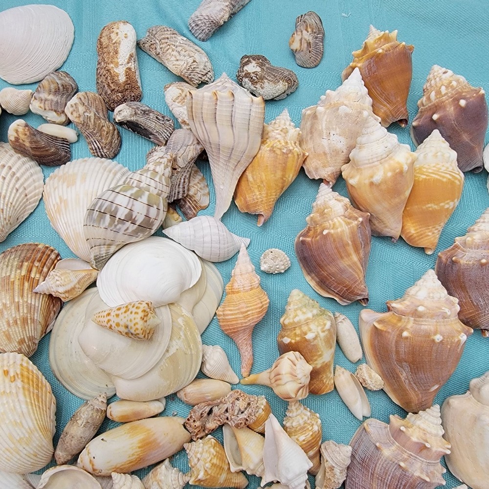 Seashell Lot 5 Lbs Various Shells All are From Gulf Coast Beaches.