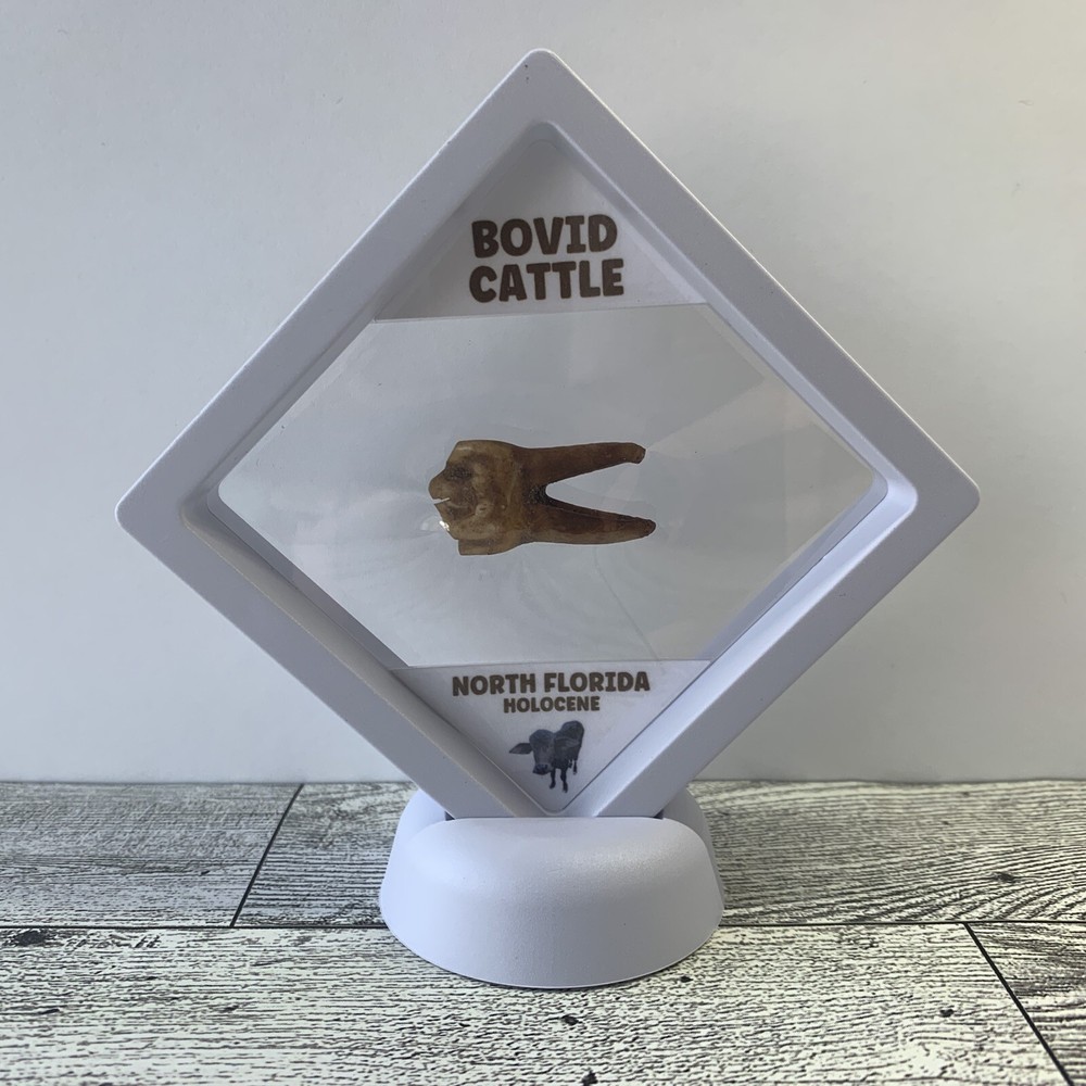 Bovid Cattle Tooth Prehistoric Fossil in a Great Display Case