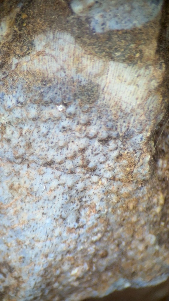 Fossil Placoderm Pieces