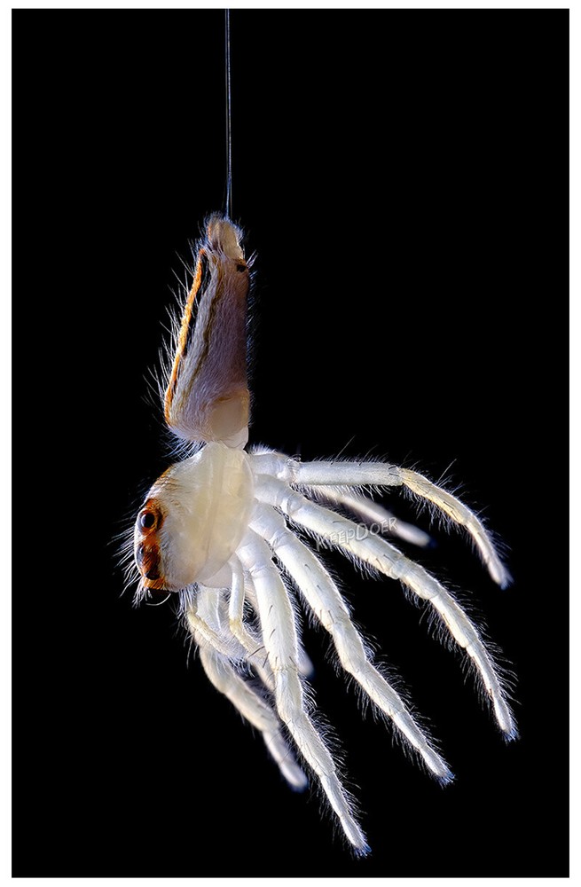 Macro Photography Reflector Cover Soft Box Diffuser For Flash Lamp Flashlight