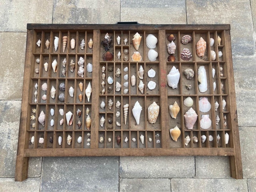 Antique Printets Tray with Shells
