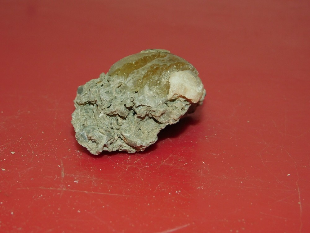 Calcite Fossil Clam Rucks Pit Florida #53