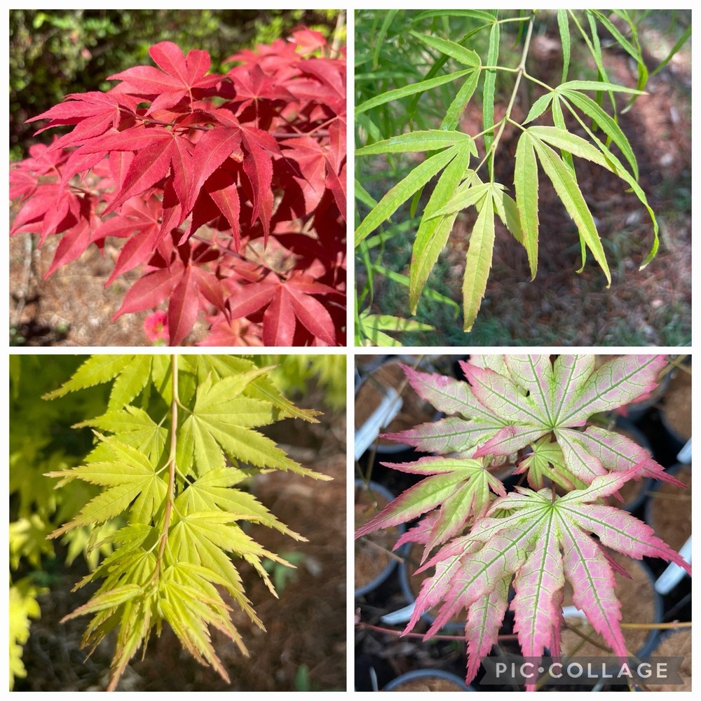 Choose 1g Japanese Maple off  availability list within listing.