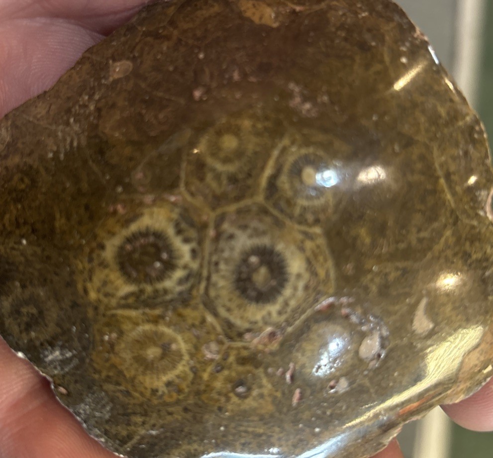 Petrified Coral End Polished