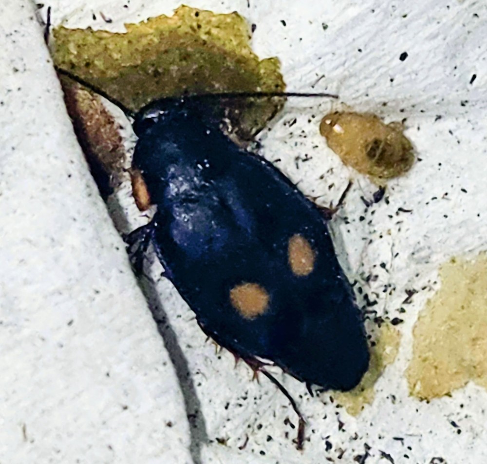 Roach Pacific Two-Spot (Euthyrrhapha pacifica) 10ct MIX SIZE FREE SHIPPING