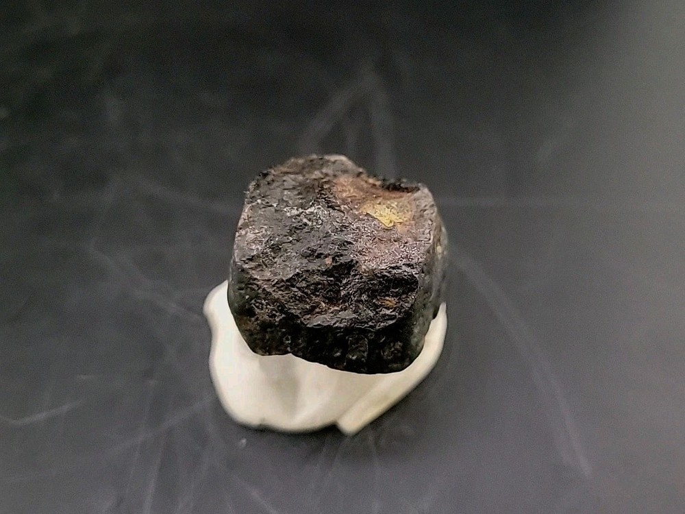 Fossil Dinosaur Tooth Unknown Species