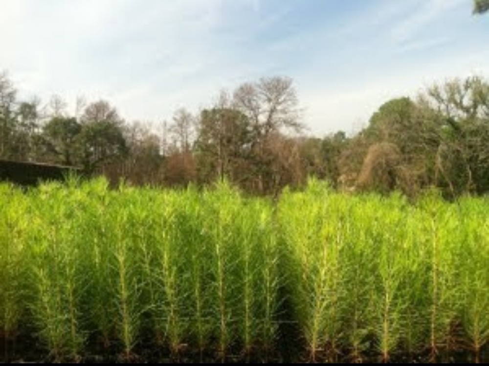 100 Containerized Loblolly Pine Seedlings (NOT BARE ROOT) Pinus Taeda