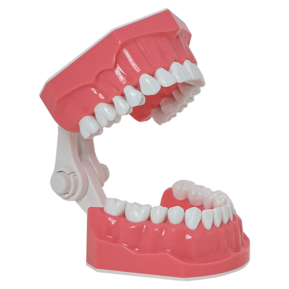 US Dental Teeth Model Brushing Flossing Studying Practice Teaching Model 7010-1