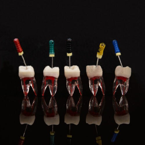 5 Pcs Dental Practice Clear Resin Tooth Endo Root Canal Study Training Model Kit